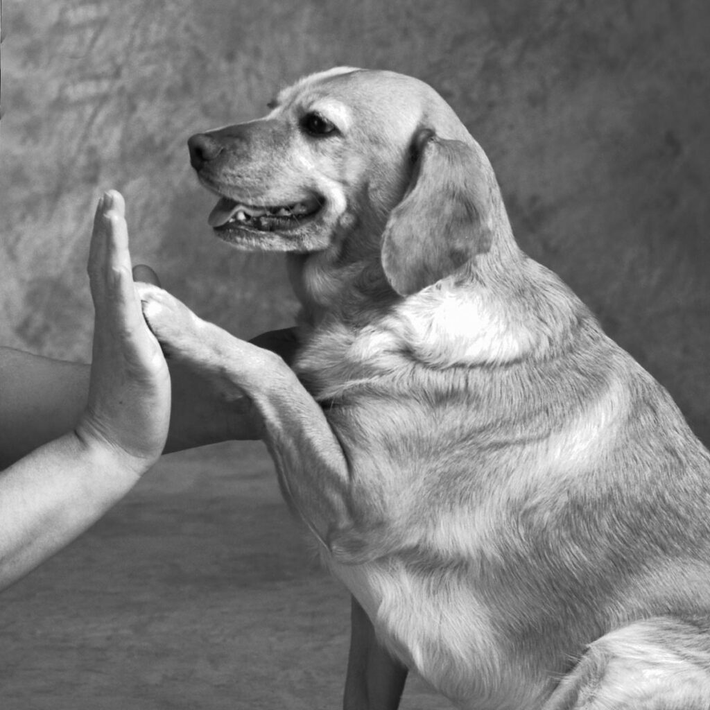 Dog touching human hand with paw