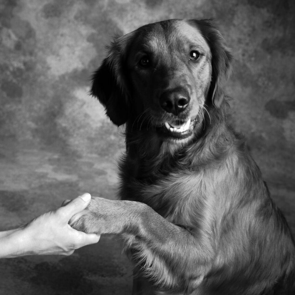 Dog shaking hands with a person