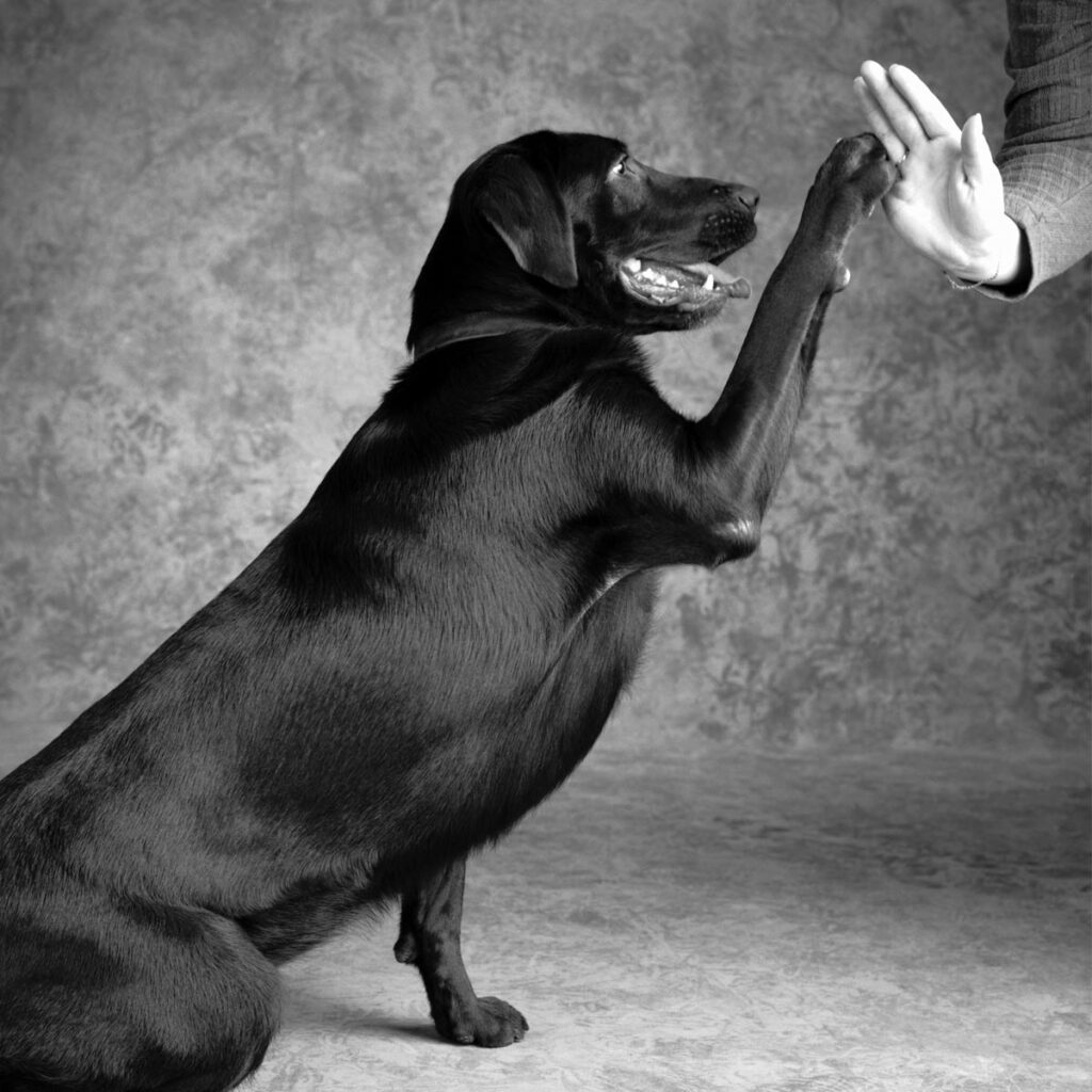 Labrador retriever offering a high five