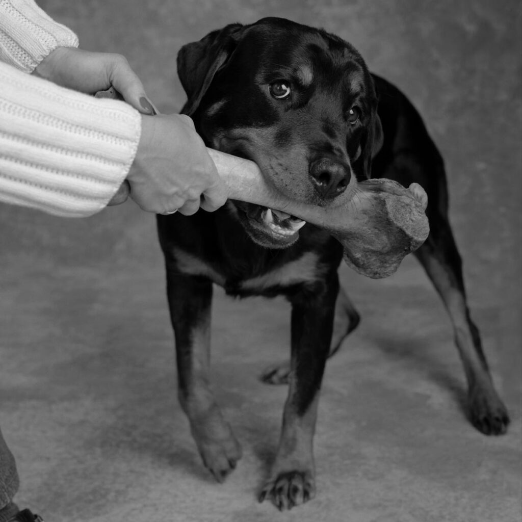 Rottweiler being handed a large bone