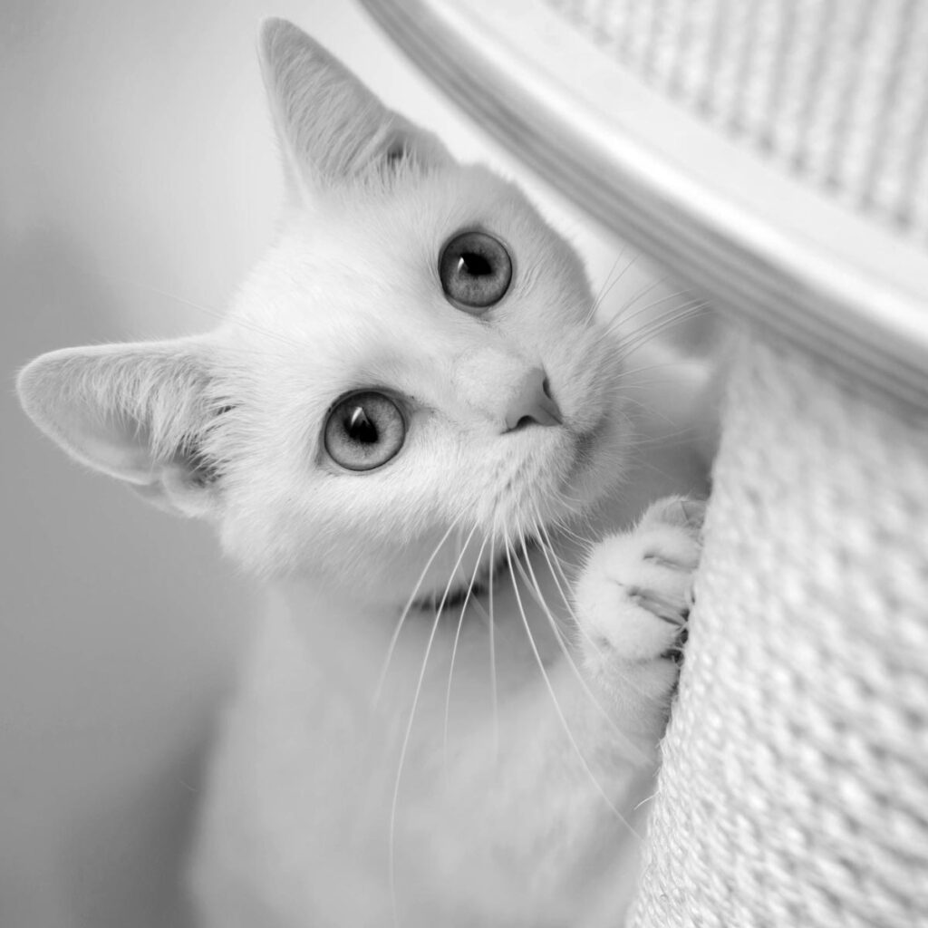 White cat with scratching post