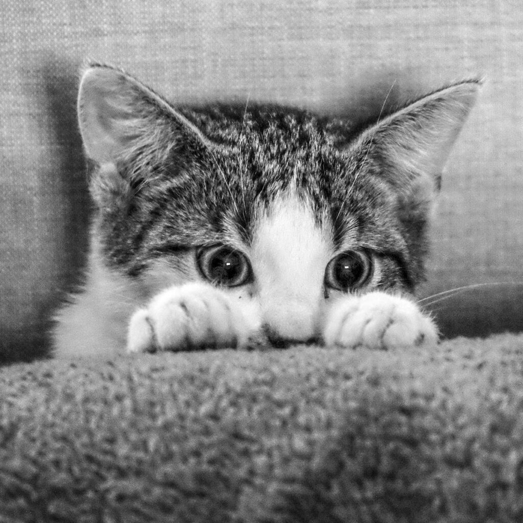 Cat peeking over a pillow