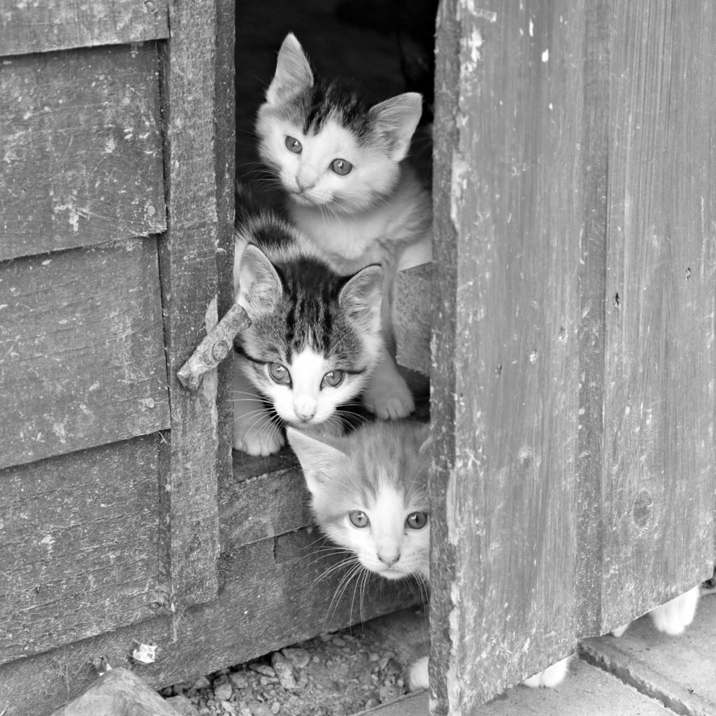 Three kittens looking through a doorway