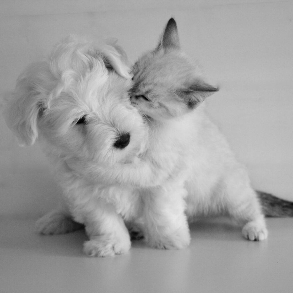 Kitten embracing a puppy